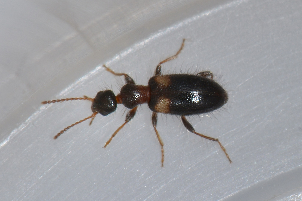 Anthicidae: Hirticomus hispidus